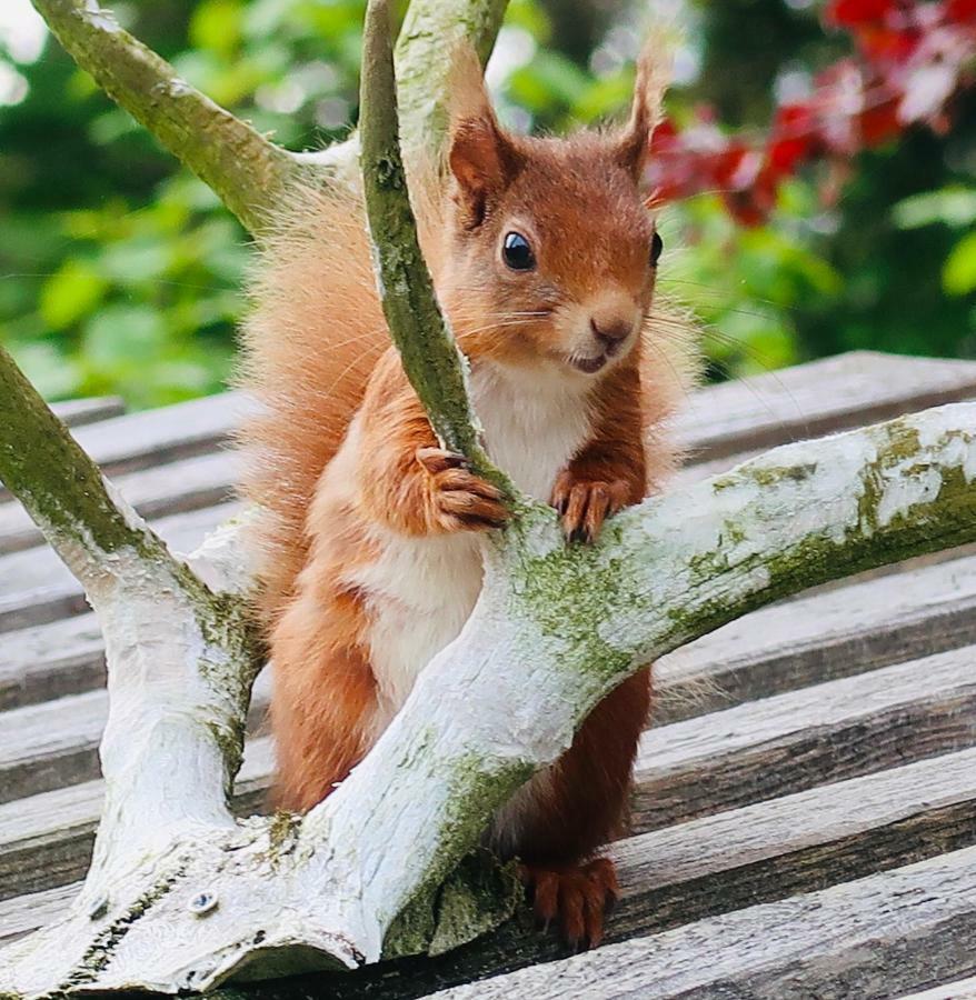 Red Squirrel Cottage Strathtay Exterior foto